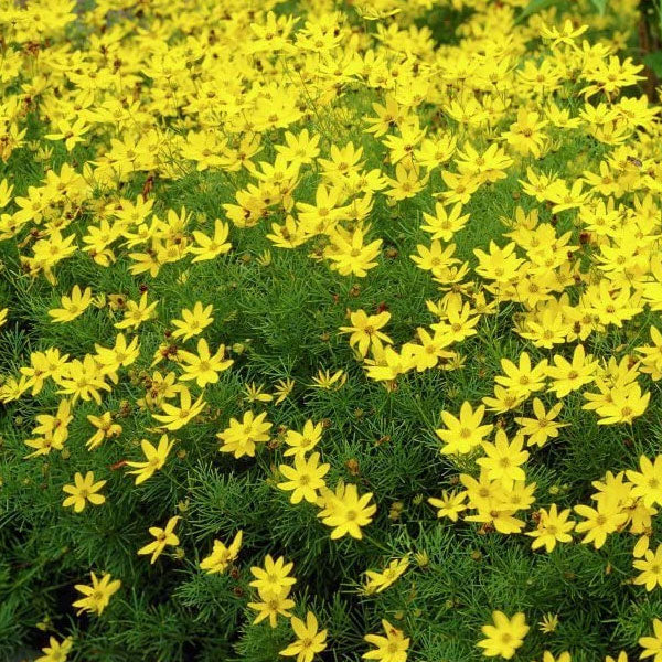 Coreopsis verticillata ‘Zagreb' - 2 Gallon Pot