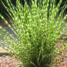 Load image into Gallery viewer, Miscanthus &#39;Little Zebra&#39; - 3 Gallon Pot
