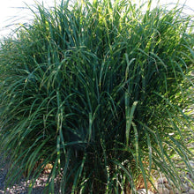 Load image into Gallery viewer, Miscanthus &#39;Zebrinus&#39; - Zebra Grass - 3 Gallon Pot
