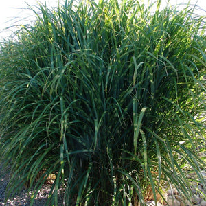 Miscanthus 'Zebrinus' - Zebra Grass - 3 Gallon Pot